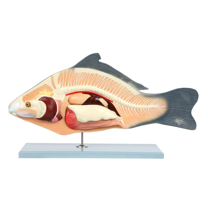 Carp Fish Anatomy Model