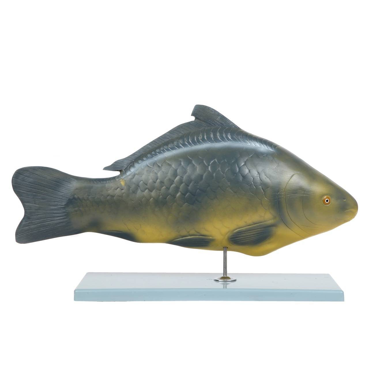 Carp Fish Anatomy Model – The Science Bank