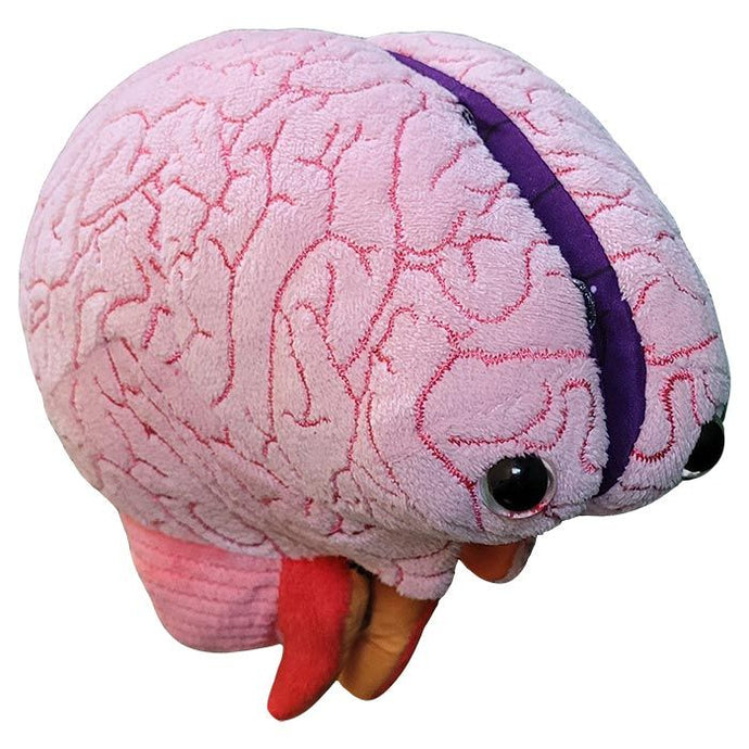 Brain Model - Stuffed