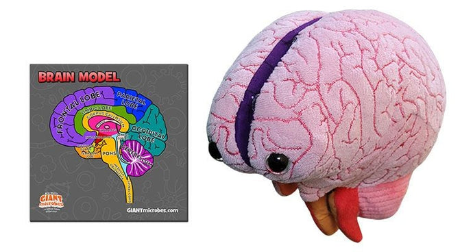 Brain Model - Stuffed - Classroom Set