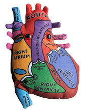 Load image into Gallery viewer, Heart Model - Stuffed - Classroom Set
