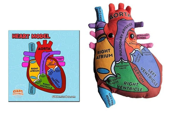 Heart: Stuffed Heart Model - Classroom Set