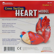 Load image into Gallery viewer, Cross Section Human Heart Model
