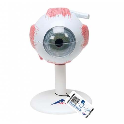 3B Anatomical Model - eye, 6-part (3x size) 3B Anatomical Model - eye, 6-part (3x size)