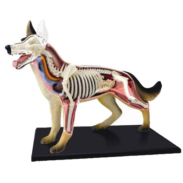 【新品】4D VISION FULL SKELETON MODEL DOG 犬 4D Vision Full Skeleton Dog Anatomy Model