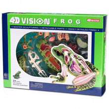 Load image into Gallery viewer, 4D Vision Frog Model
