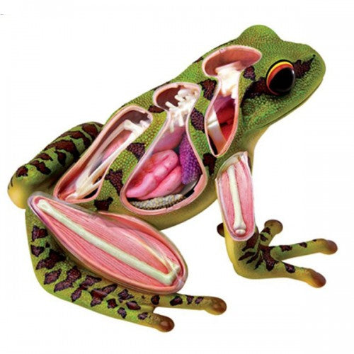 4D Vision Frog Model – The Science Bank