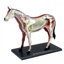 Load image into Gallery viewer, 4D Vision Horse Model
