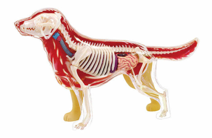 4D Vision Golden Retriever Dog Model