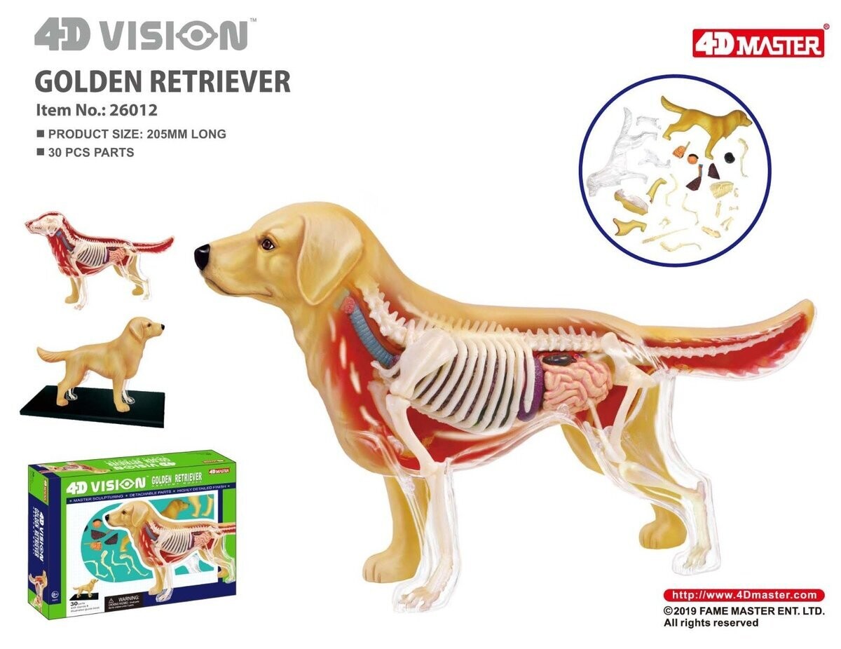 4D Vision Golden Retriever Dog Model – The Science Bank