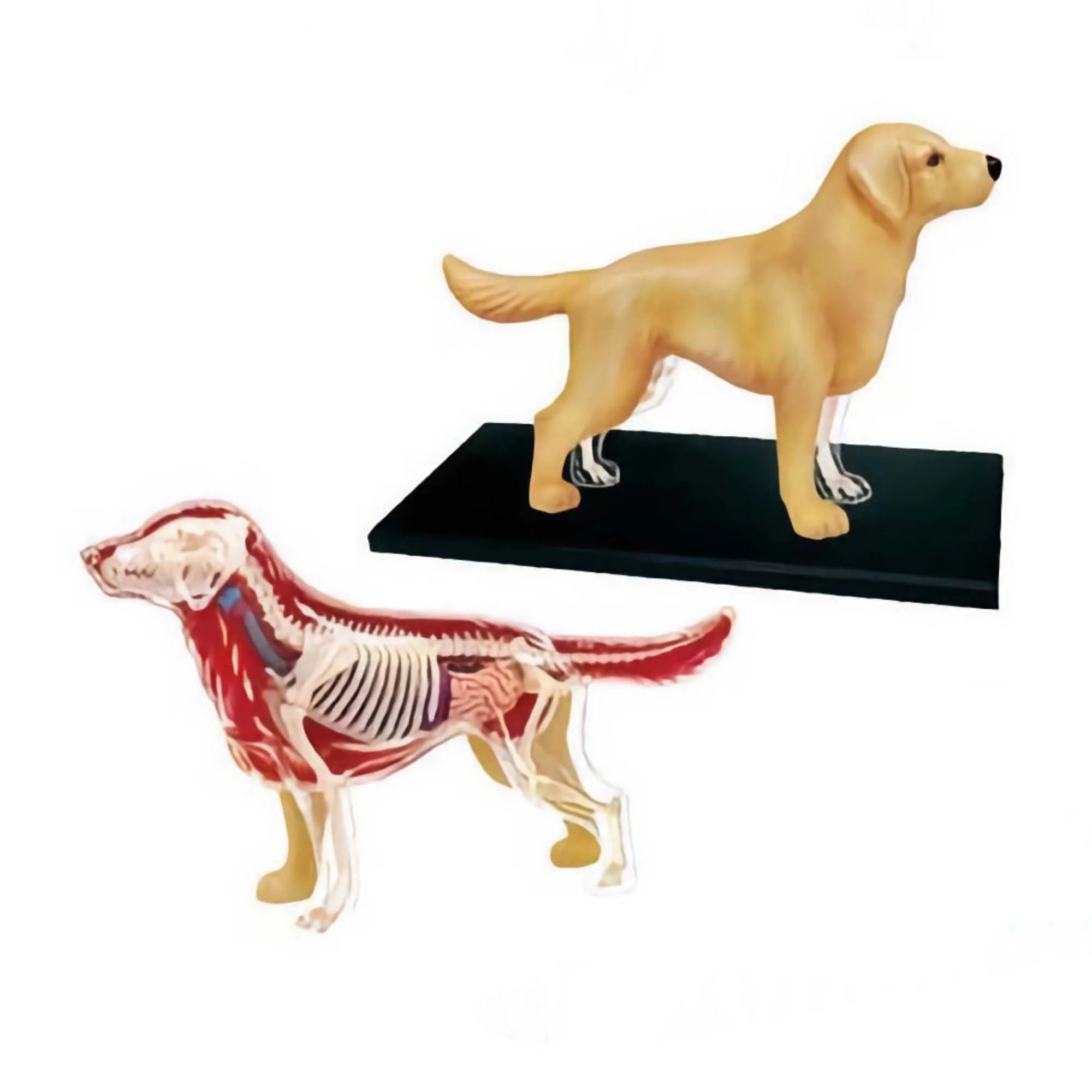 4D Vision Golden Retriever Dog Model - Main Image