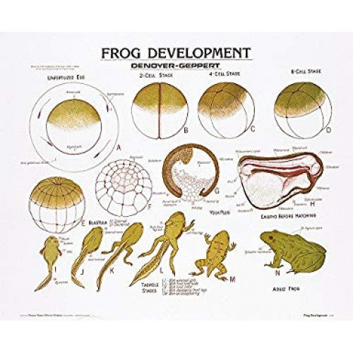 Frog – The Science Bank
