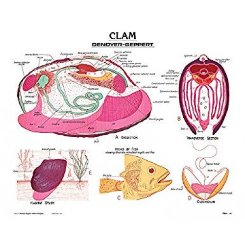 Clam Anatomy Panel