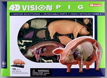 Load image into Gallery viewer, 4D Vision Pig Model

