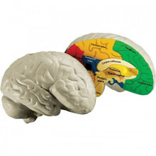 Load image into Gallery viewer, Cross Section Human Brain Model
