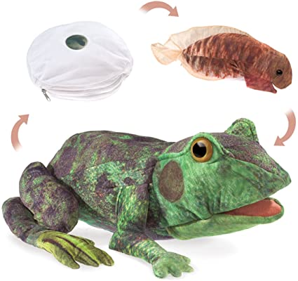Frog Life Cycle Reversible Puppet