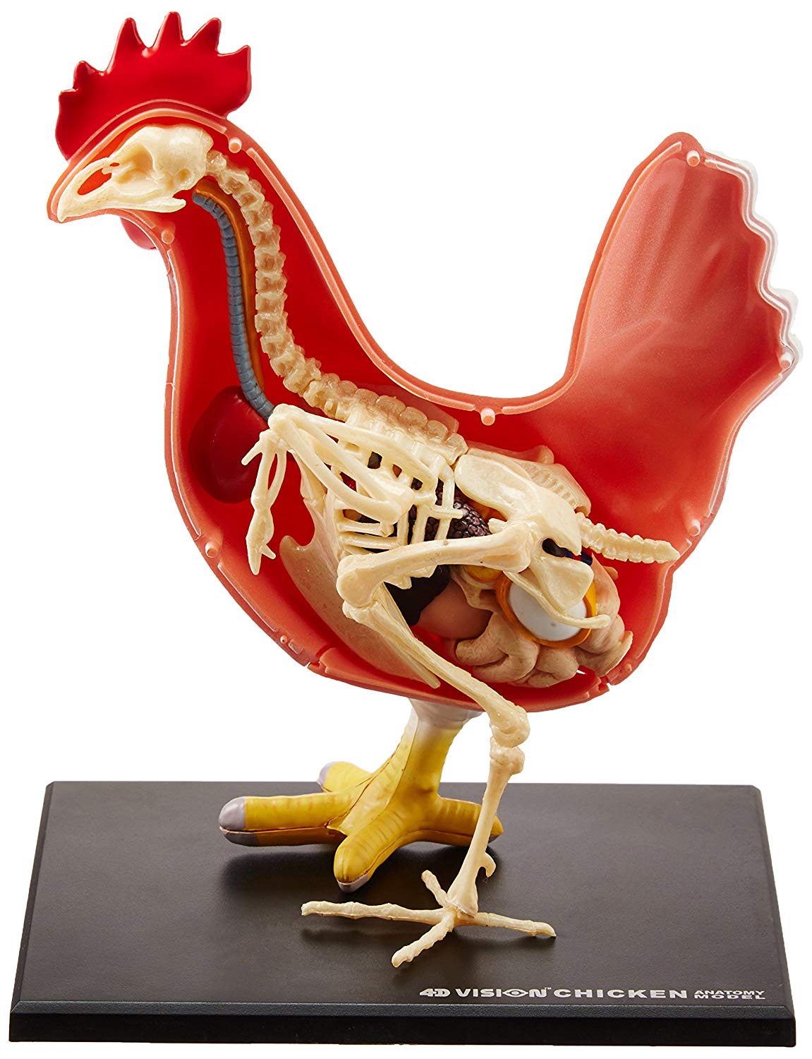 4D Vision Chicken Model – The Science Bank