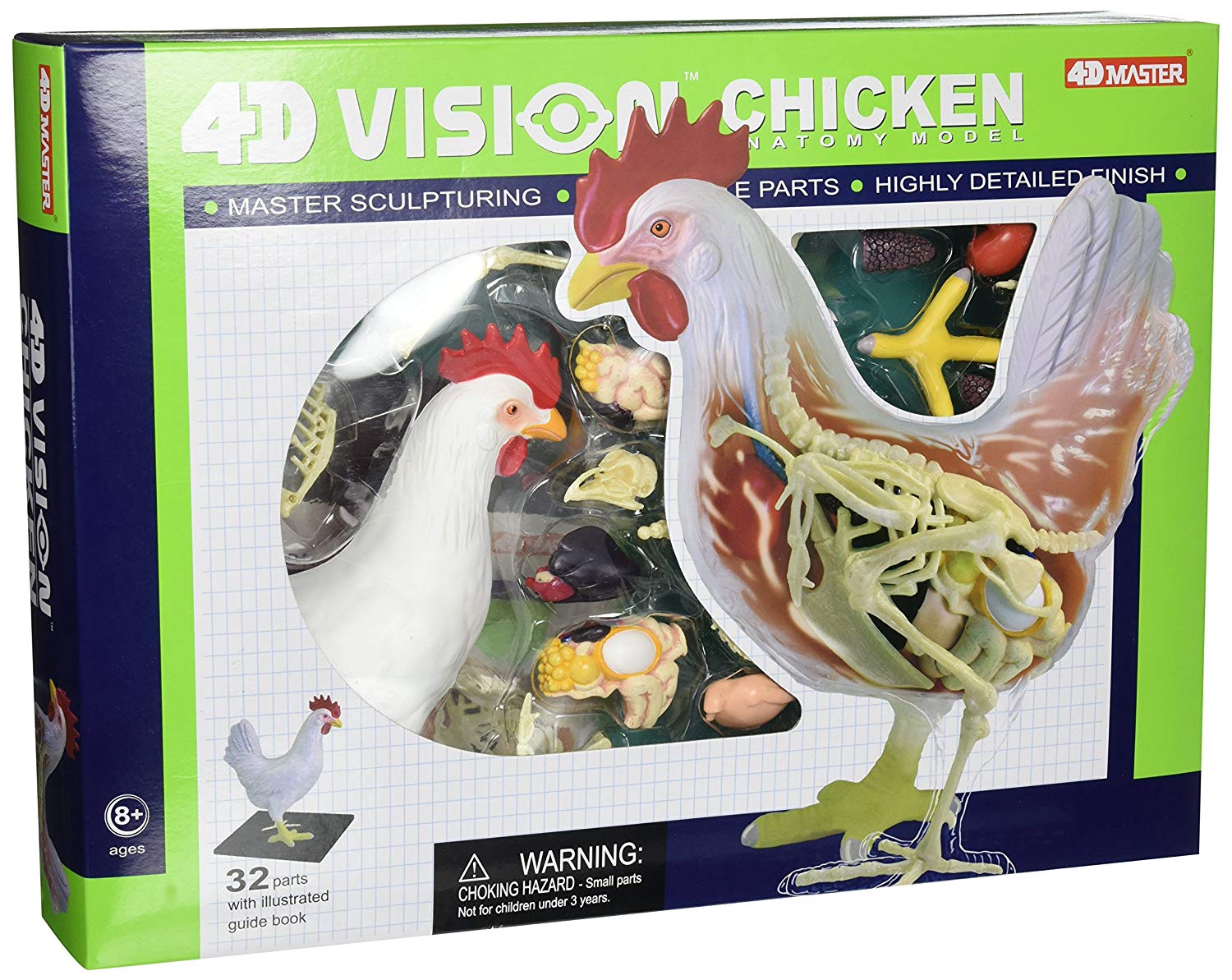 4D Vision Chicken Model – The Science Bank