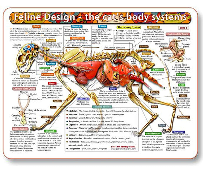 Feline Design Cat's Body Systems Chart