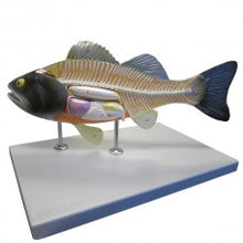 Load image into Gallery viewer, Altay Fish Dissection Model
