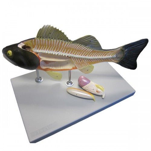 Altay Fish Dissection Model – The Science Bank