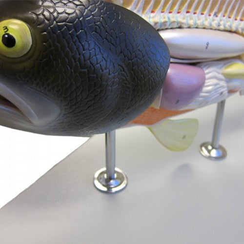 Altay Fish Dissection Model – The Science Bank