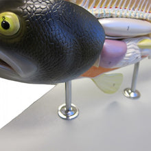 Load image into Gallery viewer, Altay Fish Dissection Model
