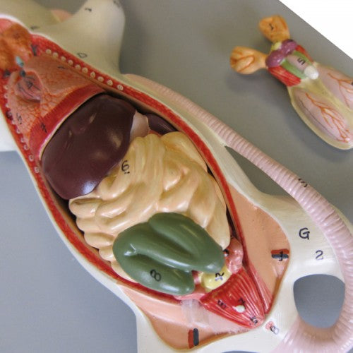 Altay Rat Model – The Science Bank