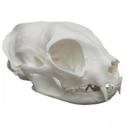 Common House Cat Skull