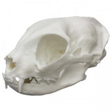 Load image into Gallery viewer, Common House Cat Skull
