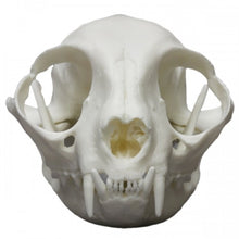 Load image into Gallery viewer, Common House Cat Skull
