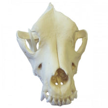 Load image into Gallery viewer, Pit Bull Dog Skull
