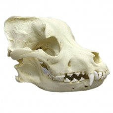 Pitbull skull deals