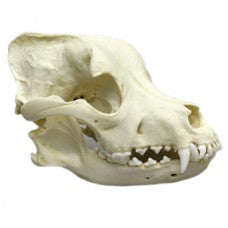 Pit Bull Dog Skull