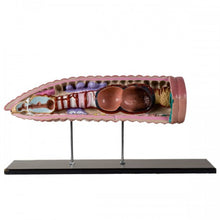 Load image into Gallery viewer, Bobbitt Earthworm Model
