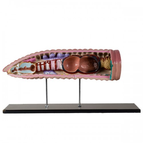 Bobbitt Earthworm Model – The Science Bank