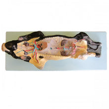 Load image into Gallery viewer, Bobbitt Fetal Pig Model
