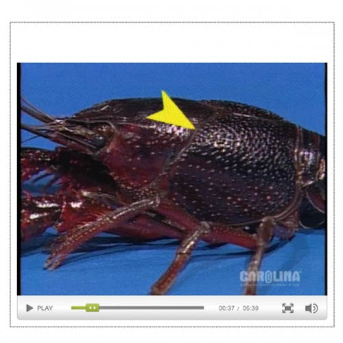Anatomy of the Crayfish