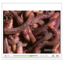 Load image into Gallery viewer, Anatomy of the Earthworm

