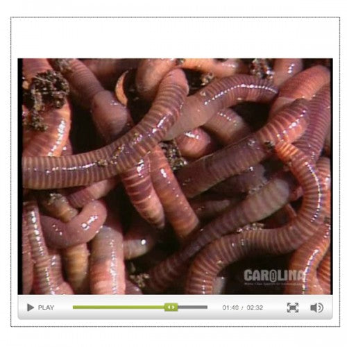Anatomy of the Earthworm