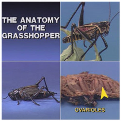 Anatomy of the Grasshopper