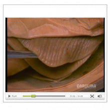 Load image into Gallery viewer, Anatomy of the Mussel
