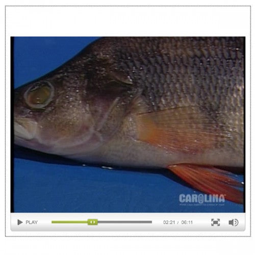 Anatomy of the Perch – The Science Bank