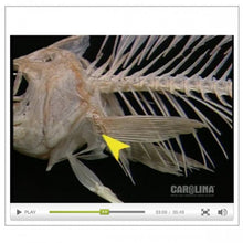 Load image into Gallery viewer, Anatomy of the Perch
