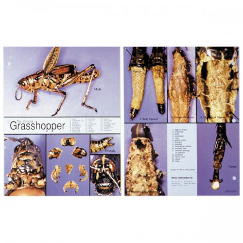 Concise Dissection Chart: Grasshopper