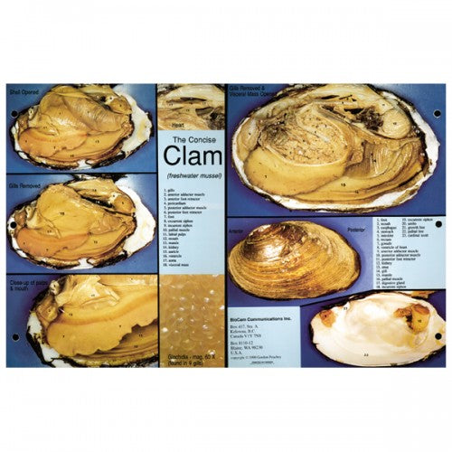 Concise Dissection Chart: Clam