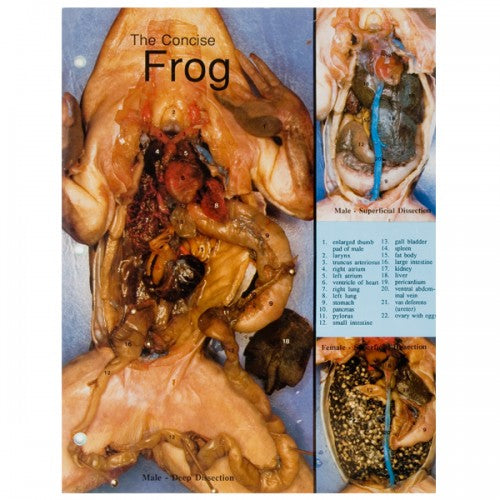 Concise Dissection Chart: Frog