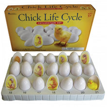 Load image into Gallery viewer, Chick Life Cycle Exploration Set
