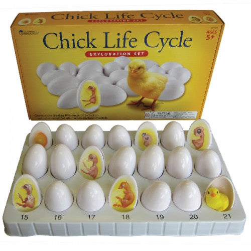 Chick Life Cycle Exploration Set