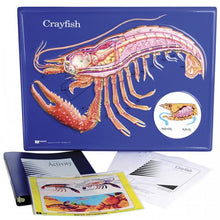 Load image into Gallery viewer, Crayfish Model Activity Set
